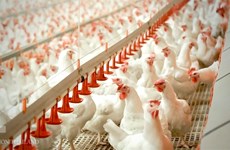 Exportación de pollo de Tailandia se ve afectada por COVID-19