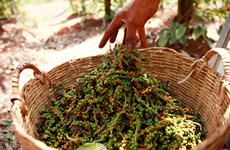 Amplía Malasia superficie dedicada al cultivo de pimienta