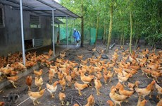 OMS advierte sobre la posibilidad de transmisión de cepa H5N8 de gripe aviar al ser humano