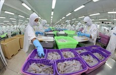 Vietnam apunta a convertirse en el principal productor de camarones del mundo 
