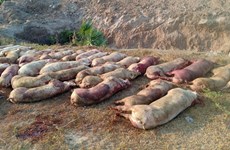 Camboya sacrifica más de un centenar de cerdos vivos con peste porcina africana