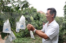 Vietnam, decimotercer productor de mango del mundo 