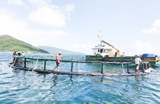 Vietnam planifica desarrollo de cultivo acuícola en la nueva coyuntura