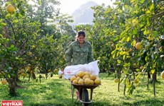 Hanoi realiza cinco tareas clave para garantizar la seguridad alimentaria