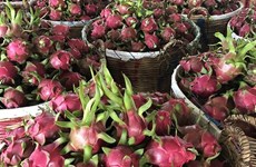 Exportaciones de verduras de Vietnam superan mil millones de dólares 