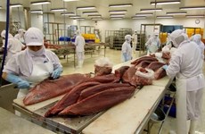 Fuerte incremento de exportaciones de atún de Vietnam