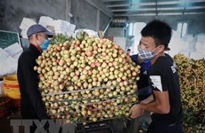 Premier vietnamita insta a respaldar comercialización de productos agrícolas de Bac Giang 