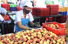 Provincia vietnamita de Hai Duong exporta por primera vez lichi a Tailandia 