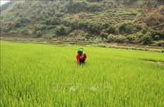 Provincia vietnamita busca desarrollar marca de su arroz glutinoso 