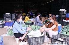 Promueven mango verde de Vietnam en Australia