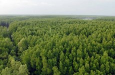 Vietnam planta más de 108 mil hectáreas de bosque