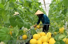 Intensifica Australia apoyo a agricultura de alta tecnología de Vietnam