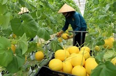 ONU apoyará a Vietnam en transformación del sistema alimentario
