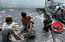 Provincia vietnamita de Ca Mau fortalece protección ambiental en la acuicultura