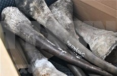 Incautan en Vietnam gran cargamento importado de cuernos de rinoceronte y huesos de animales salvajes