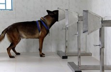 Camboya entrena con éxito a perros rastreadores para detectar casos del COVID-19