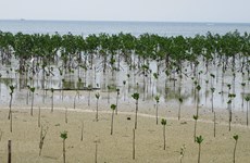 Iniciativa Verde de la ASEAN: Hacia la plantación de 10 millones de árboles