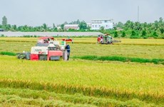 Proponen en Vietnam abrir "canal verde" para el transporte fluvial de arroz
