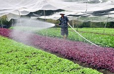 Prevé Hanoi tres escenarios de crecimiento para sector agropecuario y rural en 2021