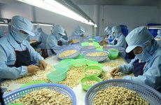 Vietnam, mayor importador de anacardos de Camboya