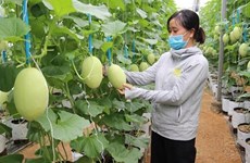 Australia apoya a Vietnam en desarrollo de agricultura de alta tecnología