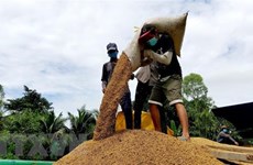 Tailandia se encamina al cumplimiento de alta meta de exportación de arroz en 2021