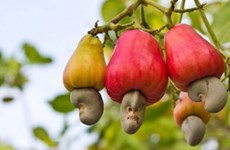 Cuota de mercado de anacardos vietnamitas aumenta en Estados Unidos