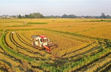 Vietnam cumplirá pronto meta sobre exportación de arroz en 2021