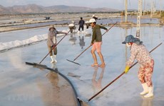 Buscan recuperar industria salinera en provincia vietnamita de Nam Dinh