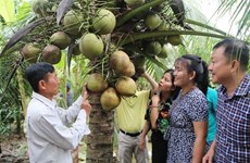 Envían por vía aérea primer lote de cocos frescos vietnamitas a Australia