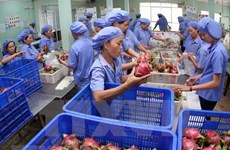 Unión Europea sigue siendo mercado prometedor para frutas vietnamitas