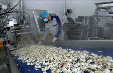 Vietnam exporta primer contenedor de carne de almeja enlatada a Europa