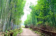Explorar bosque de bambú en comuna de Ta Phin, de Vietnam