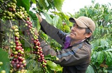 Exportaciones de café de Vietnam aumentan 5,4 por ciento hasta octubre