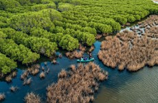 Provincia vietnamita por proteger bosques costeros