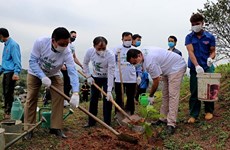 Embajada de Israel apoya reforestación en provincia vietnamita