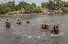 Unen esfuerzos para proteger a elefantes en provincia altiplana de Vietnam