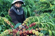 Corea del Sur y Japón desean promover productos agrícolas en mercado vietnamita 