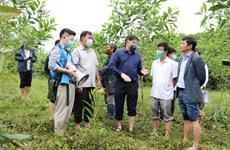 Vietnam planea plantar un 20 por ciento más de árboles en 2022