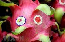Certifican en Japón indicación geográfica de fruta del dragón de provincia vietnamita