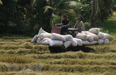 Aumenta producción de arroz de Vietnam en 2021