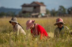 Exportaciones agrícolas de Camboya aumentaron en 2021