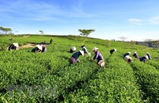 Vietnam, mayor exportador de té a Taiwán (China)