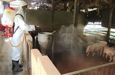 Tailandia detecta por primera vez infección de peste porcina africana