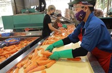 Lotes de 600 toneladas marcan inicio de exportación de zanahorias de provincia vietnamita