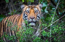 Vietnam se esfuerza por promover la conservación del tigre