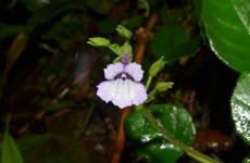 Descubren nueva especie de planta floral en Vietnam