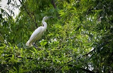 Refuerzan protección de la biodiversidad en Vietnam