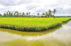 Vietnam dedicará 200 mil hectáreas para cultivo de camarón-arroz en 2022