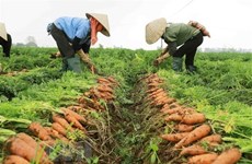 Provincia vietnamita organizará el primer festival de zanahorias